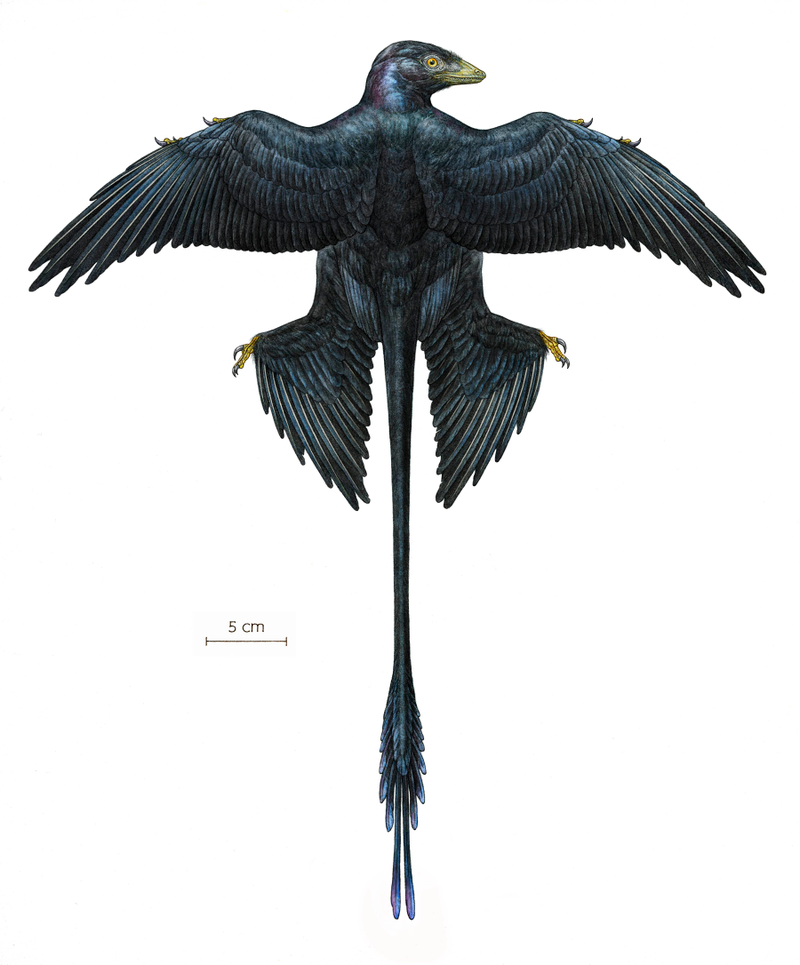 Illustration for article titled This four-winged dinosaur is helping rewrite the book on prehistoric plumage